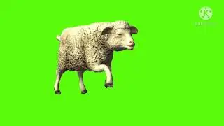 Sheep running green screen 🐑 / green screen guru