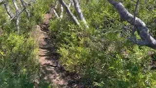 Elevated Woods in Chile Nature Walk 4K (With Ambient Nature Sounds And Music)