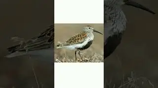 #shorts🐦👍Чернозобик