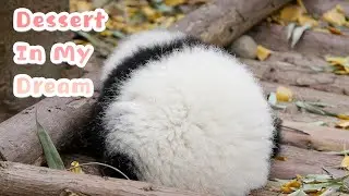 Panda In The Shape Of Sweet Dumpling | iPanda