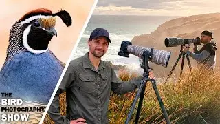STOP Missing Out On EPIC Bird Photos! Embrace The Obvious With SPECTACULAR Results!