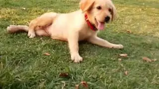 Canine Distemper In Golden Retriever 2 months old Like Share And do Comments