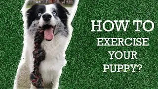 How to exercise your puppy?