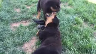Çılgın Rottweiler yavruları :)