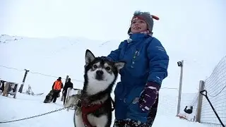 Bor på Svalbard med 161 grønlandshunder