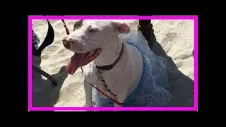Organizan baby shower a perrita embarazada; Internet no supera la ternura de esta futura mamá
