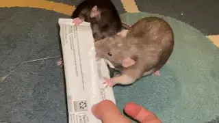 Food assault