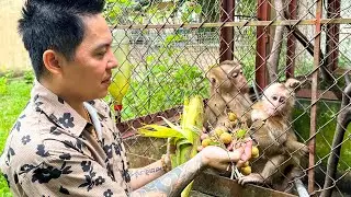 Dad visits Monkey Kaka and Monkey Mit after stormy days