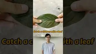 Catch Chicken with a Leaf 
