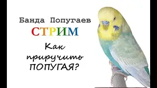 Банда Попугаев. Стрим. Ответы на вопросы о приручении попугая