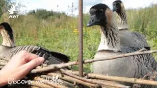 WWT Slimbridge - discover wetlands