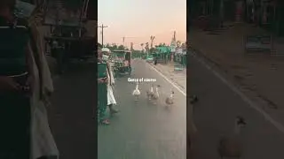 Life Lesson: Animals always win #travel #travelvlog #animals #cute #funny #road #Bangladesh #explore
