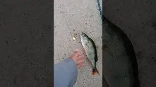 Мега 