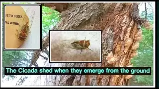 The Amazing Cicada - 2021