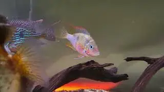 geophagus sveni, thorichthys maculipinnis, L24, L14, L82, L97, L75