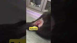 Felc kedimiz tedavide klinik ödeme bekliyor desteğinize ihtiyaç var