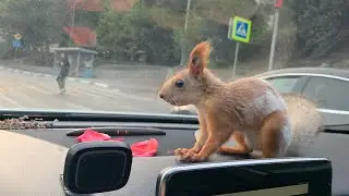 Чип приехал к Тиффани😎 #fun