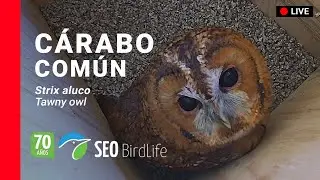🔴DIRECTO Cárabo común 🦉 [INTERIOR] 🔴LIVE Tawny Owls in Spain 🦉. Toledo, Castilla-La Mancha.