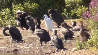 Cormorants and some Egrets on an Island ❌🎥 ‼️ 👀 @redfox111   🎦 🐦‍⬛🦆