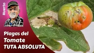 TOMATO: All about TUTA ABSOLUTA. TOMATO PESTS