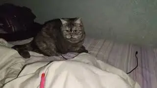 Molly the cat playin