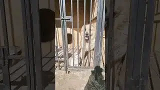 Буся в вольере