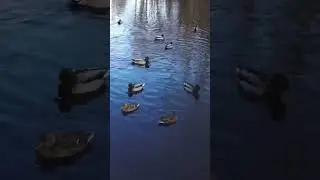 #duckfest