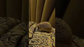 🏚Город засыпает, ёжики просыпаются🦔