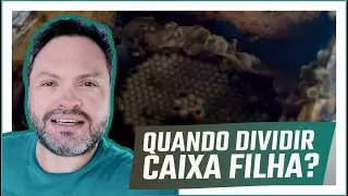 Depois de quanto tempo  posso dividir uma caixa filha de abelha uruçú amarela, bugia?