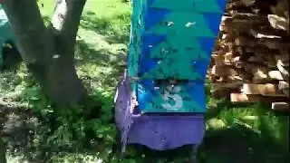 Рой из улья в улей
