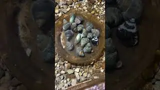 Snails in the eel pit! Crab, loach, eel updates