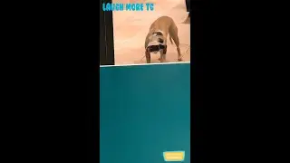 The friends never bear to grow up #4 - Funny dogs - Funny animal - Laugh more TG