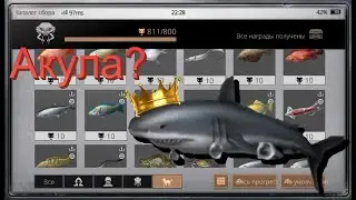 Как поймать всю королевскую рыбу? Акула, Арована, Карп кои.