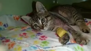 La pequeña Roble ya tiene su fractura operada😍