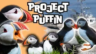 Project Puffin: How puffins are making a comeback in Maine