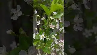 Майские в саду