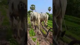 plowing Wow Cow វីដេអូទី 2 កសិករភ្ជួរគោ ធ្វើគល់ដំឡូងជ្វា។