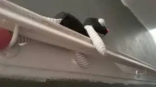 Colin 3: A New Pet