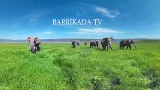 videoplayback 2