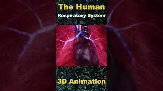 Demystifying the Human Respiratory System: A Comprehensive Explanation