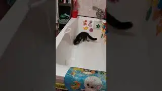 Мейнкун, любознательная девочка 3мес.