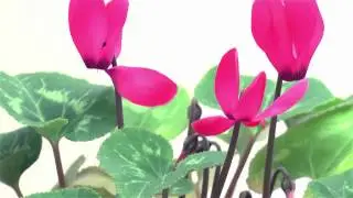 Blooming Cyclamen Time-Lapse