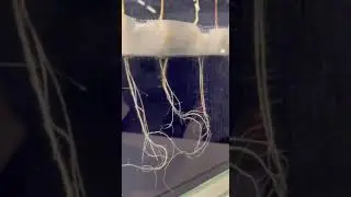 Стимуляторы семян кукурузы наглядно