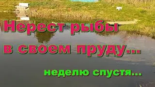 Нерест рыбы в своем пруду...и первый малек