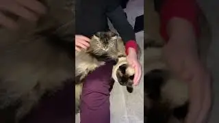 Все смотрим чемпионат России.  #кошки #кот
