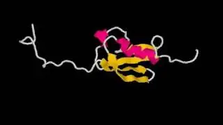 SUMO protein - 3D ribbon model, Rate My Science