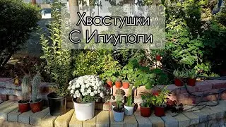 Хвастушки с Выставки в Илиуполи🤗