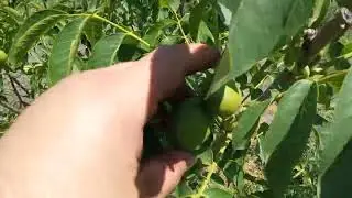 Грецкий орех. Сорт Чандлер.