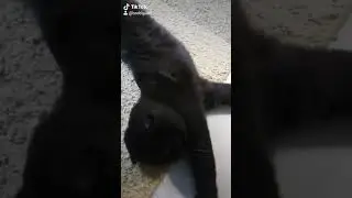 cat милашка котик приколы