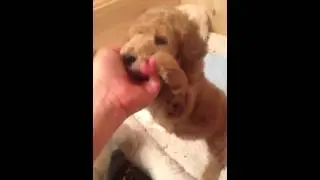 Apricot Standard poodle Puppy 5 weeks old. Lots of Davis!!